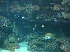 aquarium Burgers zoo