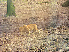 leeuwin Burgers zoo