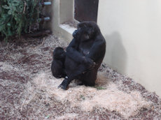 gorilla's Burgers zoo